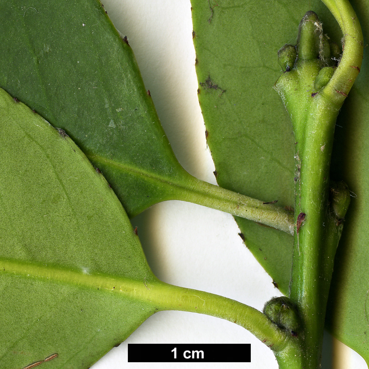 High resolution image: Family: Aquifoliaceae - Genus: Ilex - Taxon: fargesii - SpeciesSub: subsp. melanotricha